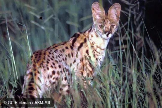 Standing pose Standing pose