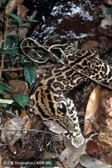 Resting pose Resting pose