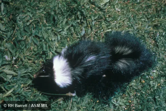 Dorsal view of captive Dorsal view of captive