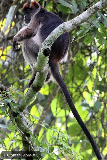 Also as Ugandan Red Colobus. Also as Ugandan Red Colobus.