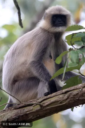 Semnopithecus priam priam, Madras Gray Langur. Also as Coromandel Crested Langur|Coromandel Gray Langur|Coromandel Sacred Langur. Identified by KP Karanth and KS Chetan Nag. Semnopithecus priam priam, Madras Gray Langur. Also as Coromandel Crested Langur|Coromandel Gray Langur|Coromandel Sacred Langur. Identified by KP Karanth and KS Chetan Nag.