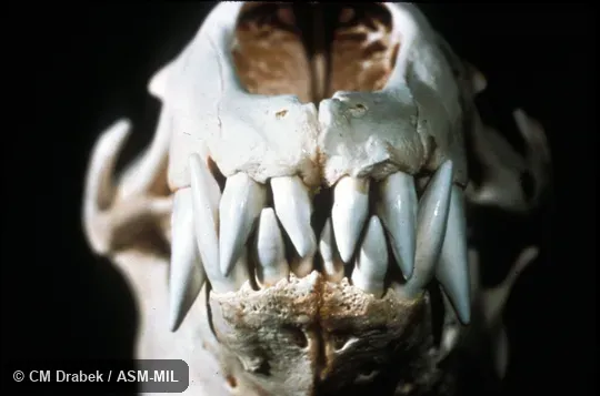 Skull, showing incisors and canines. Also as Sea Leopard. Skull, showing incisors and canines. Also as Sea Leopard.