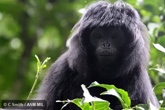 Formerly Trachypithecus auratus mauritius. Also as West Javan Ebony Langur|West Javan Lutung|Western Ebony Langur. Formerly Trachypithecus auratus mauritius. Also as West Javan Ebony Langur|West Javan Lutung|Western Ebony Langur.