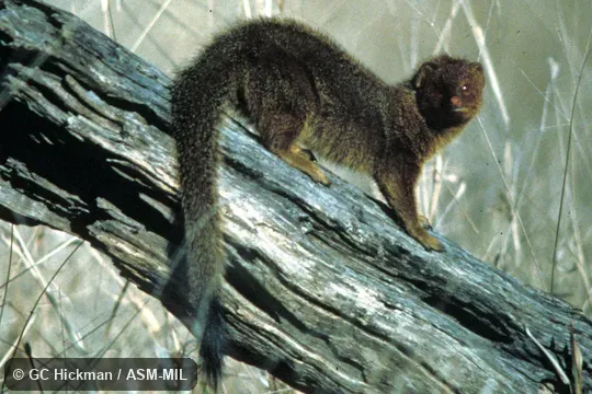 Side view. Formerly Galerella sanguinea. Side view. Formerly Galerella sanguinea.