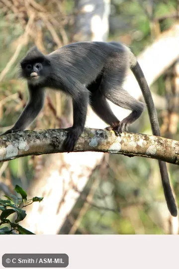 Also as Phayre's Leaf Monkey|Phayre's Leaf-monkey. Also as Phayre's Leaf Monkey|Phayre's Leaf-monkey.