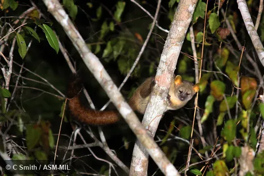 Also as Giant Mouse Lemur|Southern Giant Mouse Lemur. Also as Giant Mouse Lemur|Southern Giant Mouse Lemur.