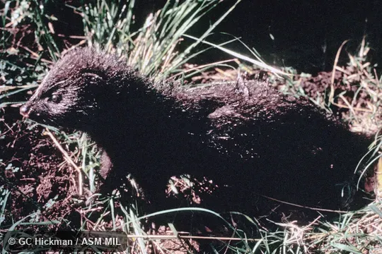Side view of juvenile. Also as Water Mongoose. Side view of juvenile. Also as Water Mongoose.