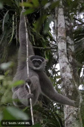 Also as Javan Gibbon|Silvery Javan Gibbon. Also as Javan Gibbon|Silvery Javan Gibbon.