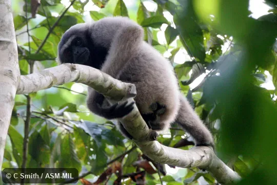 Also as Bornean Gray Gibbon|Gray Gibbon|Müller's Gibbon|Müller's Bornean Gibbon|South Bornean Gray Gibbon. Also as Bornean Gray Gibbon|Gray Gibbon|Müller's Gibbon|Müller's Bornean Gibbon|South Bornean Gray Gibbon.