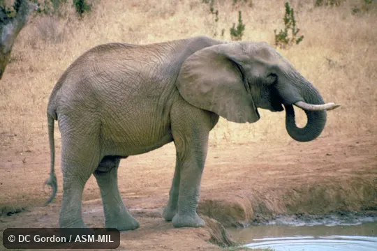 Side view of young, drinking. Also as African Bush Elephant. Side view of young, drinking. Also as African Bush Elephant.