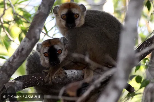 Two males. Also as Northern Red-fronted Brown Lemur|Red Brown Lemur|Red-fronted Lemur. Two males. Also as Northern Red-fronted Brown Lemur|Red Brown Lemur|Red-fronted Lemur.