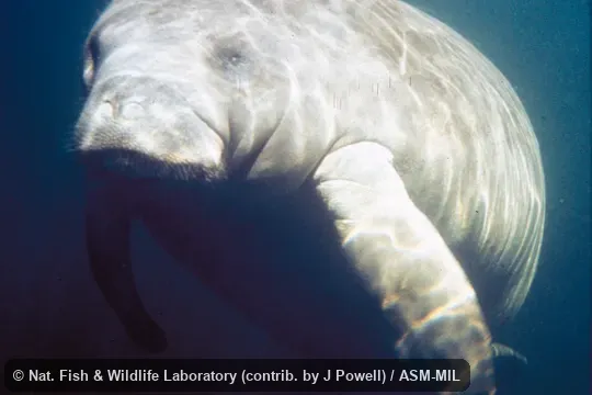 Trichechus manatus latirostris. Front view, underwater. Also as Florida Manatee|North American Manatee. Trichechus manatus latirostris. Front view, underwater. Also as Florida Manatee|North American Manatee.