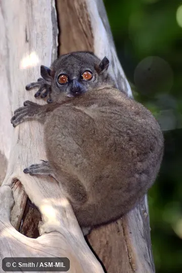 Also as Ankarana Weasel Lemur. Also as Ankarana Weasel Lemur.