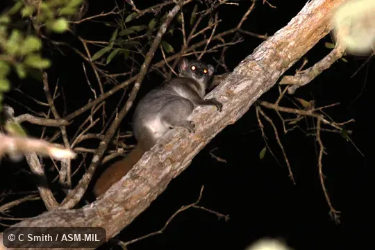 Also as Red-tailed Weasel Lemur. Also as Red-tailed Weasel Lemur.