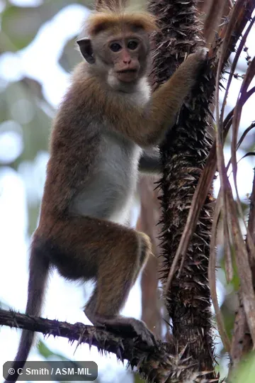 Macaca sinica aurifrons, Wet Zone Toque Macaque|Dusky Toque Macaque. Macaca sinica aurifrons, Wet Zone Toque Macaque|Dusky Toque Macaque.