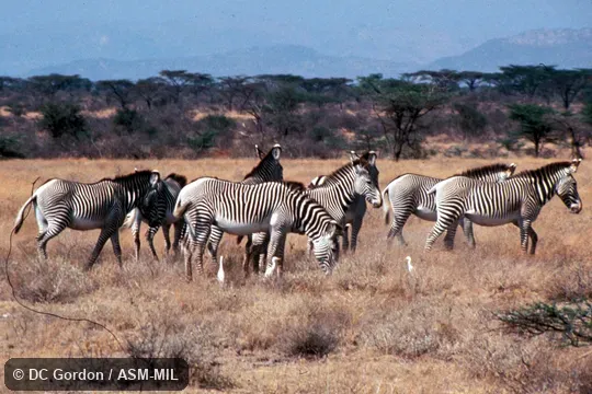 Side view of small herd. Also as Imperial Zebra. Side view of small herd. Also as Imperial Zebra.