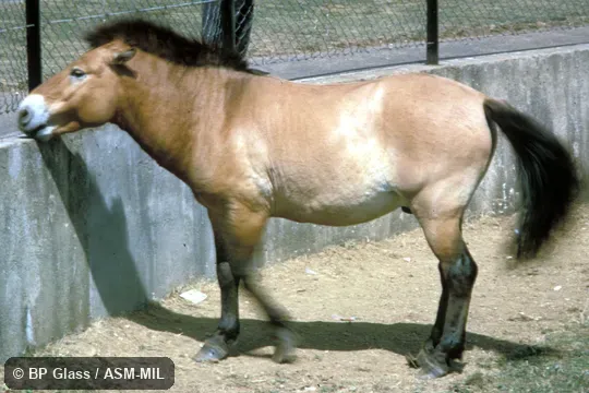 Side view. Equus ferus przewalskii. Also as Equus caballus przewalskii or Equus przewalskii. Also as Takhi|Eurasian Wild Horse|Przewalski's Horse. Side view. Equus ferus przewalskii. Also as Equus caballus przewalskii or Equus przewalskii. Also as Takhi|Eurasian Wild Horse|Przewalski's Horse.