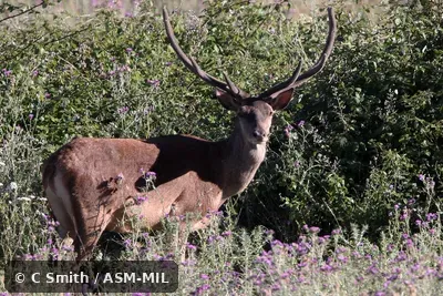 Cervus elaphus barbarus. Also as Cervus corsicanus barbarus, Corsican Deer|Barbary Deer|Atlas Deer. Cervus elaphus barbarus. Also as Cervus corsicanus barbarus, Corsican Deer|Barbary Deer|Atlas Deer.