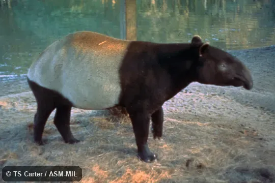 Side view. Also as Acrocodia indica. Also as Malayan Tapir|Indian Tapir|Malay Tapir. Side view. Also as Acrocodia indica. Also as Malayan Tapir|Indian Tapir|Malay Tapir.