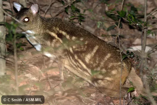 Also as White-spotted Mouse-deer or Indian Mouse-deer. Also as White-spotted Mouse-deer or Indian Mouse-deer.