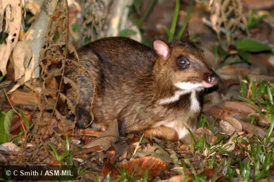 Also as Greater Mouse-deer. Also as Greater Mouse-deer.
