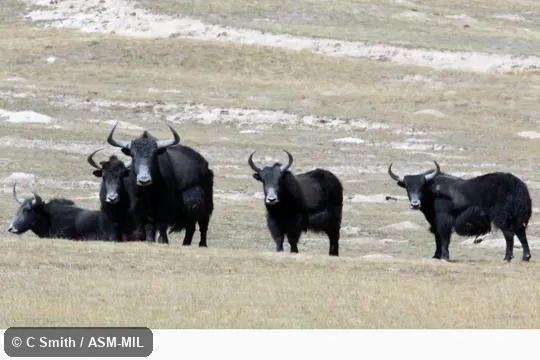 Formerly as Bos grunniens mutus. Formerly as Bos grunniens mutus.