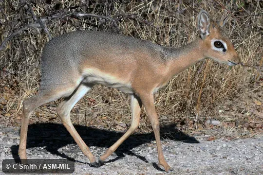 Formerly as Madoqua kirkii damarensis. Formerly as Madoqua kirkii damarensis.