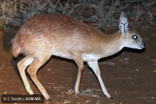 Also as Raphicerus colonicus, Limpopo Grysbok. Also as Raphicerus colonicus, Limpopo Grysbok.