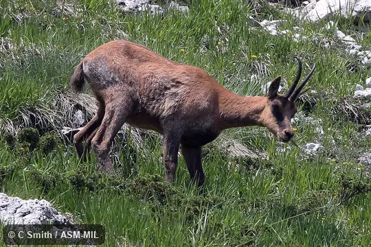 Rupicapra pyrenaica ornata. Also as Rupicapra ornata, Abruzzi Chamois. Also as Pyrenean Chamois. Rupicapra pyrenaica ornata. Also as Rupicapra ornata, Abruzzi Chamois. Also as Pyrenean Chamois.
