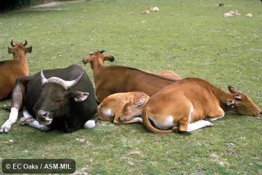 Family group, lying down. Probably domestic Bali Cattle, Bos javanicus domesticus. Family group, lying down. Probably domestic Bali Cattle, Bos javanicus domesticus.