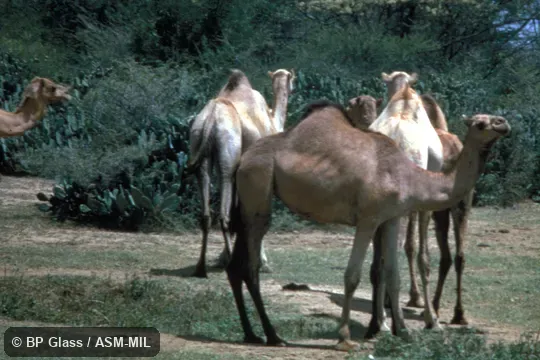 Small group. Also as Dromedary Camel|One-Humped Camel|Single-Humped Camel. Small group. Also as Dromedary Camel|One-Humped Camel|Single-Humped Camel.