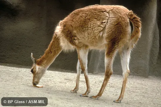 Side view of adult. Formerly Lama glama guanicoe. Side view of adult. Formerly Lama glama guanicoe.