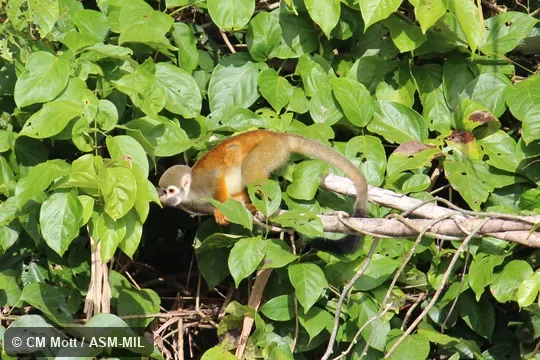 Formerly as Saimiri sciureus macrodon. Also as Saimiri macrodon, Ecuadorian Squirrel Monkey Formerly as Saimiri sciureus macrodon. Also as Saimiri macrodon, Ecuadorian Squirrel Monkey