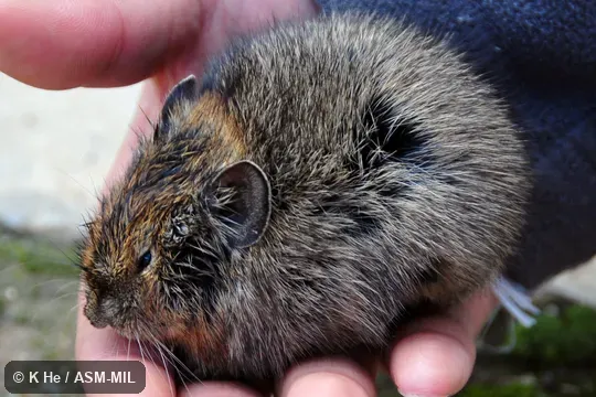 Also as Black-lipped Pika. Also as Black-lipped Pika.