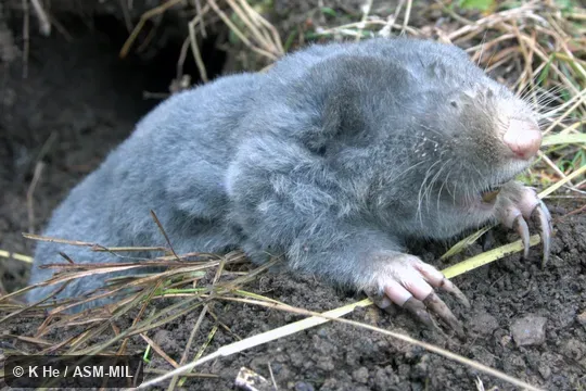 Although taken close to the type locality, it might be another species. Specimen deposited in Kunming Institute of Zoology, Chinese Academy of Sciences (China, Yunnan province, Kunming). Also as Chinese Zokor. Although taken close to the type locality, it might be another species. Specimen deposited in Kunming Institute of Zoology, Chinese Academy of Sciences (China, Yunnan province, Kunming). Also as Chinese Zokor.