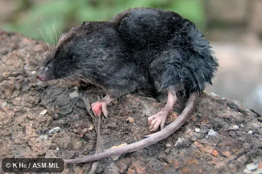 Specimen deposited in Kunming Institute of Zoology, Chinese Academy of Sciences (China, Yunnan province, Kunming). Formerly Soricomorpha. Specimen deposited in Kunming Institute of Zoology, Chinese Academy of Sciences (China, Yunnan province, Kunming). Formerly Soricomorpha.