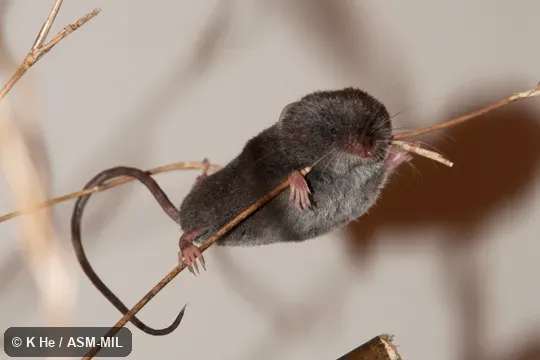 Specimen deposited in Kunming Institute of Zoology, Chinese Academy of Sciences (China, Yunnan province, Kunming). Formerly Soricomorpha. Also as Long-tailed Mountain Shrew. Specimen deposited in Kunming Institute of Zoology, Chinese Academy of Sciences (China, Yunnan province, Kunming). Formerly Soricomorpha. Also as Long-tailed Mountain Shrew.