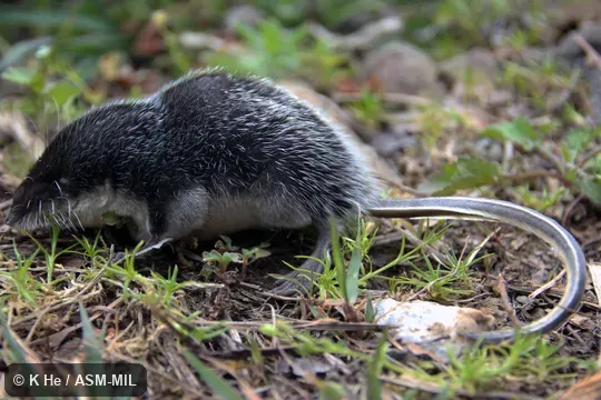 Specimen deposited in Kunming Institute of Zoology, Chinese Academy of Sciences (China, Yunnan province, Kunming). Formerly Soricomorpha. Also as Web-footed Water Shrew. Specimen deposited in Kunming Institute of Zoology, Chinese Academy of Sciences (China, Yunnan province, Kunming). Formerly Soricomorpha. Also as Web-footed Water Shrew.