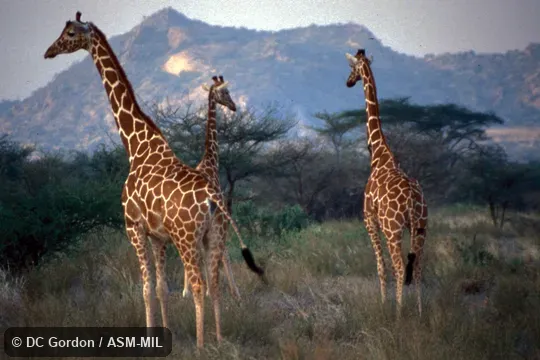 Group. Also as Giraffa camelopardalis reticulata. Also as Somali Giraffe Group. Also as Giraffa camelopardalis reticulata. Also as Somali Giraffe