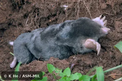 Specimen deposited in Kunming Institute of Zoology, Chinese Academy of Sciences (China, Yunnan province, Kunming). Formerly Parascaptor leucurus. Formerly Soricomorpha. Also as Assamese Mole|Blyth's Mole|Indian Mole. Specimen deposited in Kunming Institute of Zoology, Chinese Academy of Sciences (China, Yunnan province, Kunming). Formerly Parascaptor leucurus. Formerly Soricomorpha. Also as Assamese Mole|Blyth's Mole|Indian Mole.