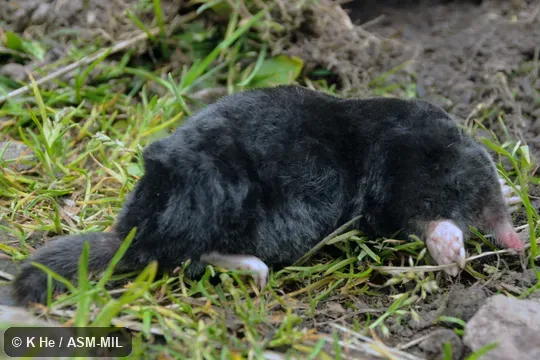 Specimen deposited in Kunming Institute of Zoology, Chinese Academy of Sciences (China, Yunnan province, Kunming). Formerly Soricomorpha. Specimen deposited in Kunming Institute of Zoology, Chinese Academy of Sciences (China, Yunnan province, Kunming). Formerly Soricomorpha.