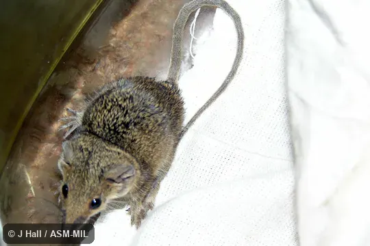 Also as Blacksoil Planigale|Ingram's Planigale. Also as Blacksoil Planigale|Ingram's Planigale.