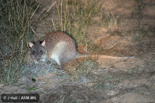 Also as Rufous Rat-kangaroo. Also as Rufous Rat-kangaroo.