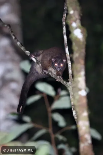 Also as Lemur-like Ringtail|Lemuroid Ringtail. Also as Lemur-like Ringtail|Lemuroid Ringtail.