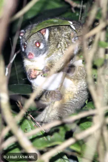 Also as Green Ringtail. Also as Green Ringtail.
