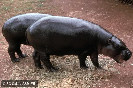 Side view. Formerly Hexaprotodon liberiensis. Side view. Formerly Hexaprotodon liberiensis.