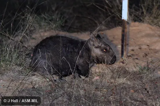 Also as Krefft's Hairy-nosed Wombat|Moonie River Wombat|Queensland Hairy-nosed Wombat. Also as Krefft's Hairy-nosed Wombat|Moonie River Wombat|Queensland Hairy-nosed Wombat.