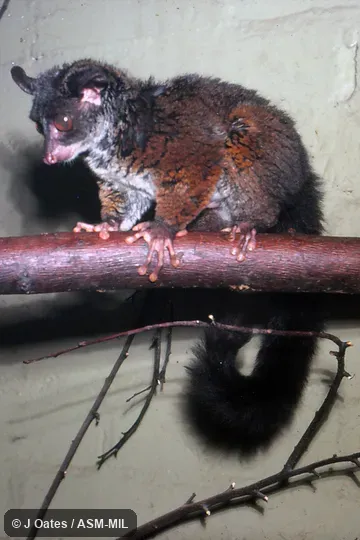 Sciurocheirus alleni alleni. Formerly as Galago alleni. Also as Allen's Bushbaby|Allen's Galago|Bioko Allen's Bushbaby. Sciurocheirus alleni alleni. Formerly as Galago alleni. Also as Allen's Bushbaby|Allen's Galago|Bioko Allen's Bushbaby.