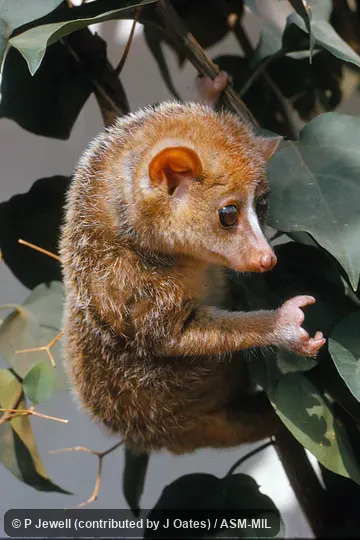 Captive juvenile. Also as Angwantibo|Golden Potto of Calabar. Captive juvenile. Also as Angwantibo|Golden Potto of Calabar.