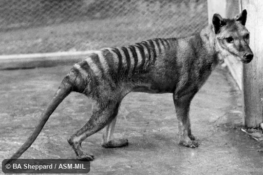 Also as Hyena Opossum|Marsupial Wolf|Tasmanian Tiger|Tasmanian Wolf|Zebra Wolf. Also as Hyena Opossum|Marsupial Wolf|Tasmanian Tiger|Tasmanian Wolf|Zebra Wolf.
